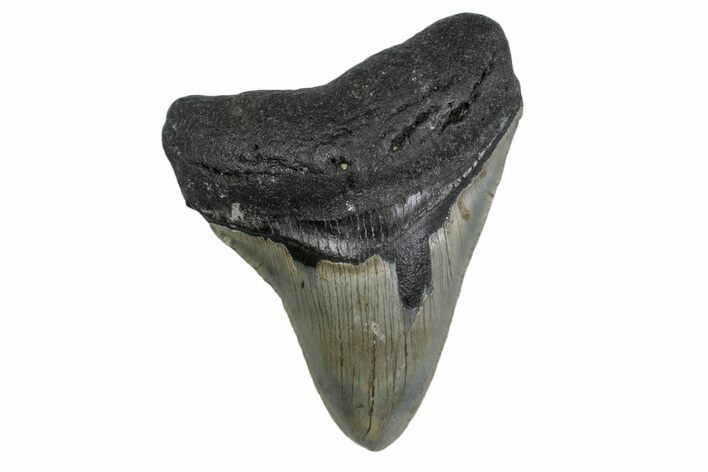 Serrated, Fossil Megalodon Tooth - North Carolina #377970